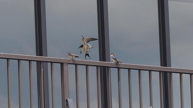 夏鳥バードウォッチング