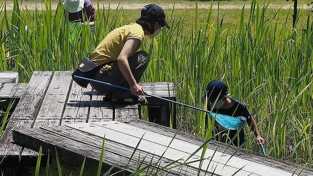 ビオトープ生きもの調査