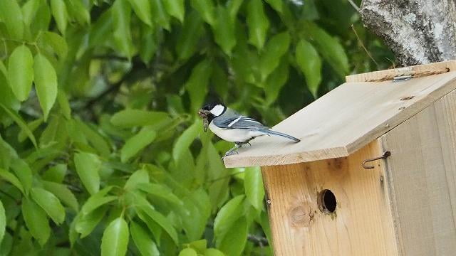 小鳥の巣箱調査