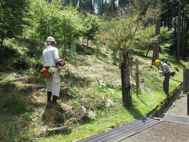 森育　紅葉の植栽地の下草刈り等