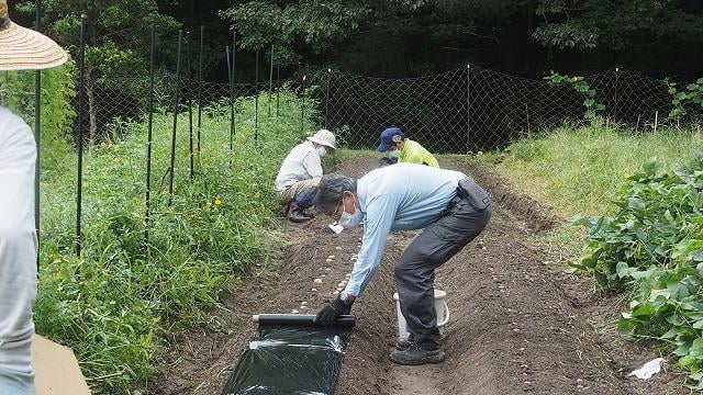 秋じゃが植え付け