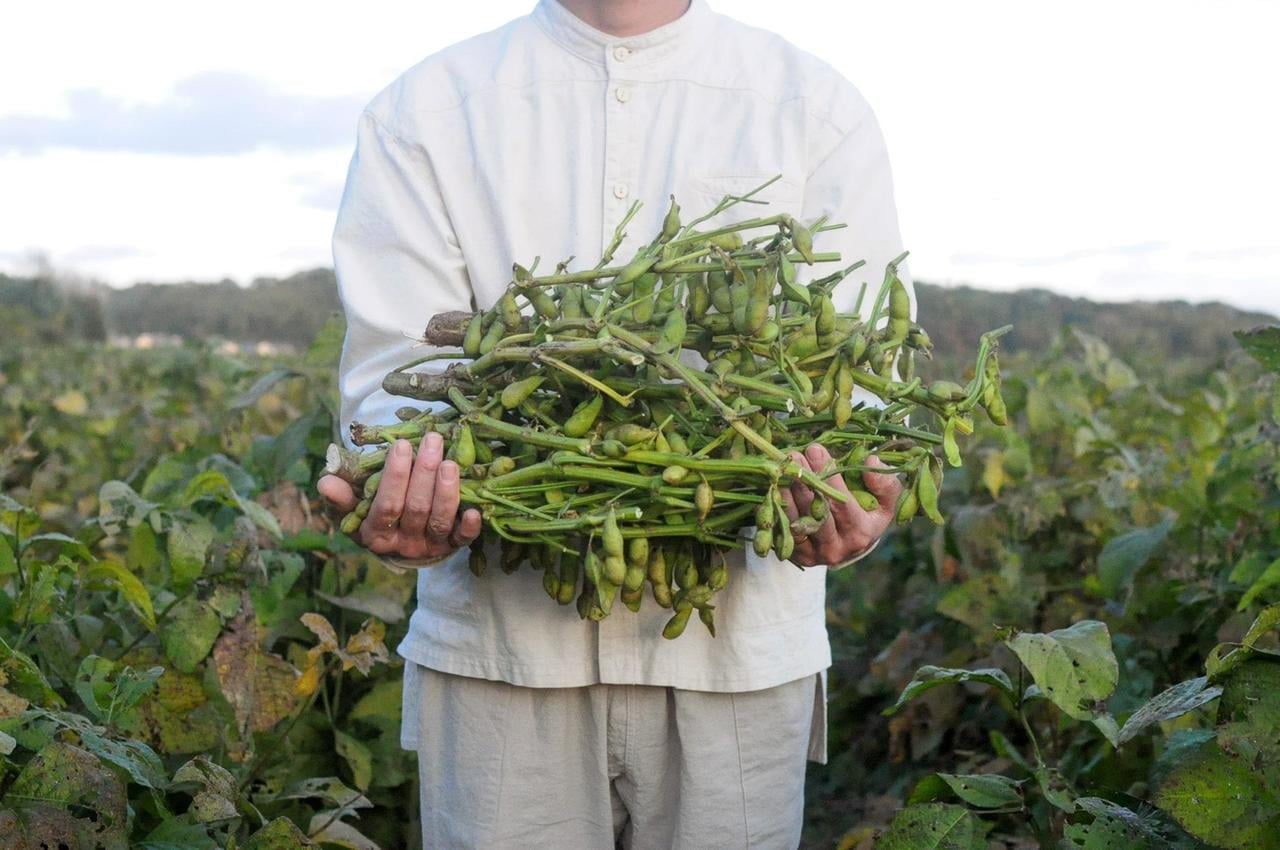 加西風土記の里体験ウォーク　第2回 丹波黒枝豆収穫体験コース