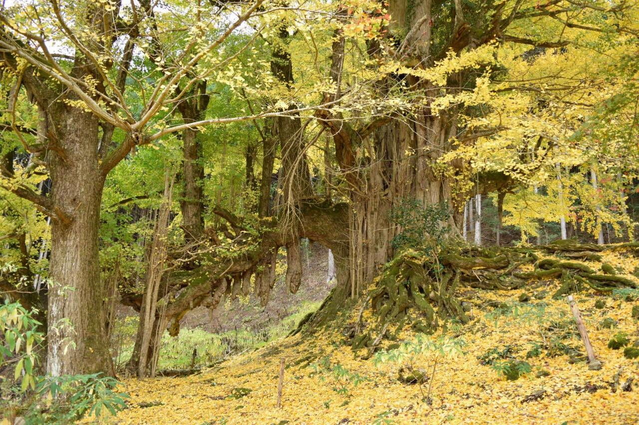 常瀧寺の大イチョウ　ライトアップ＆ナイトハイク　「幻想銀杏 GENSO ICHO」