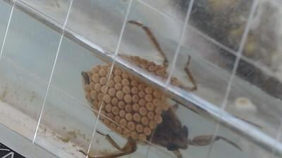 ビオトープ池生きもの調査