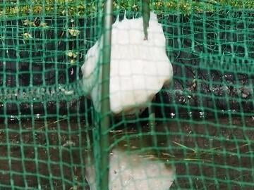 モリアオガエル･シュレーゲルアオガエル卵塊の調査