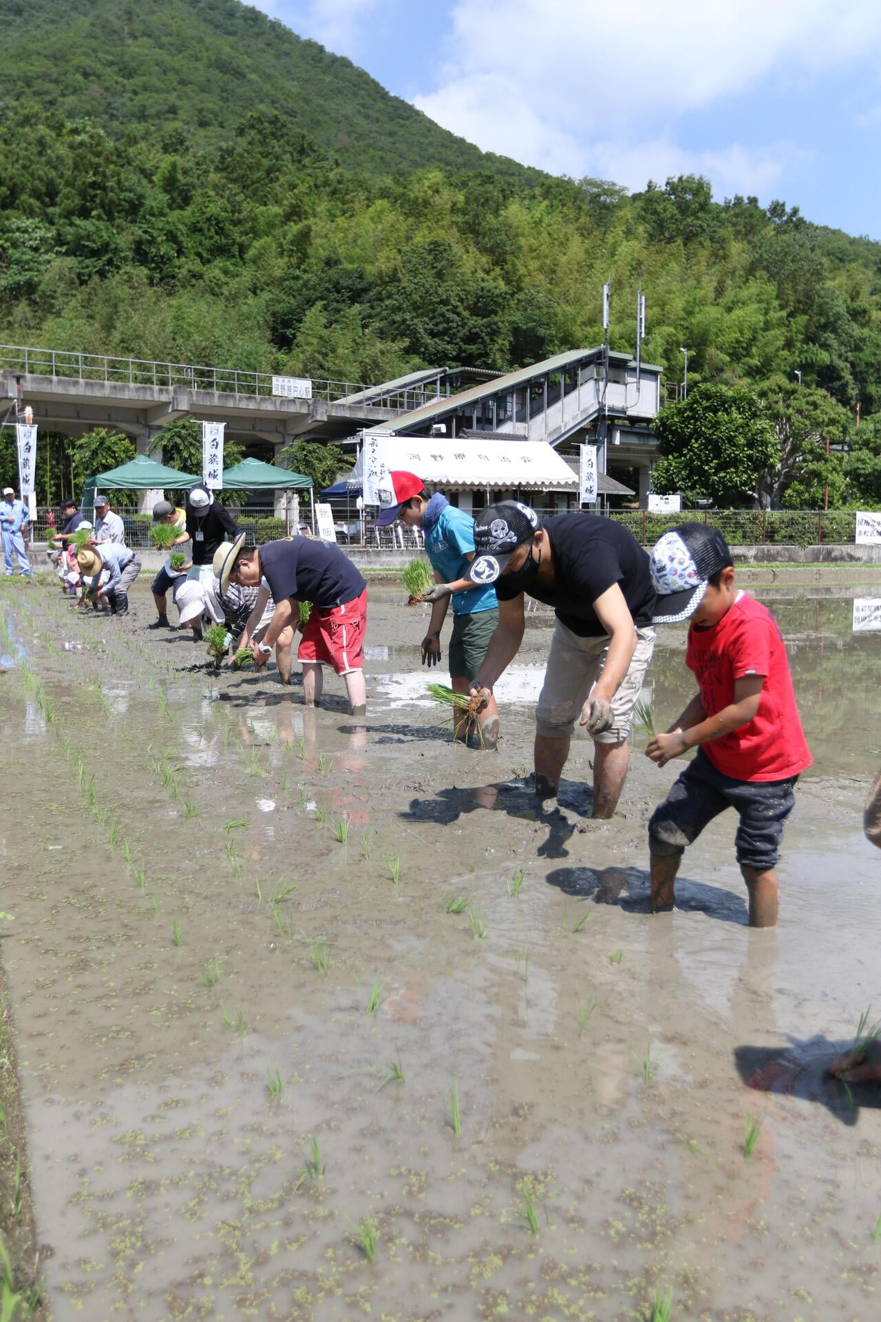 田植え体験2024