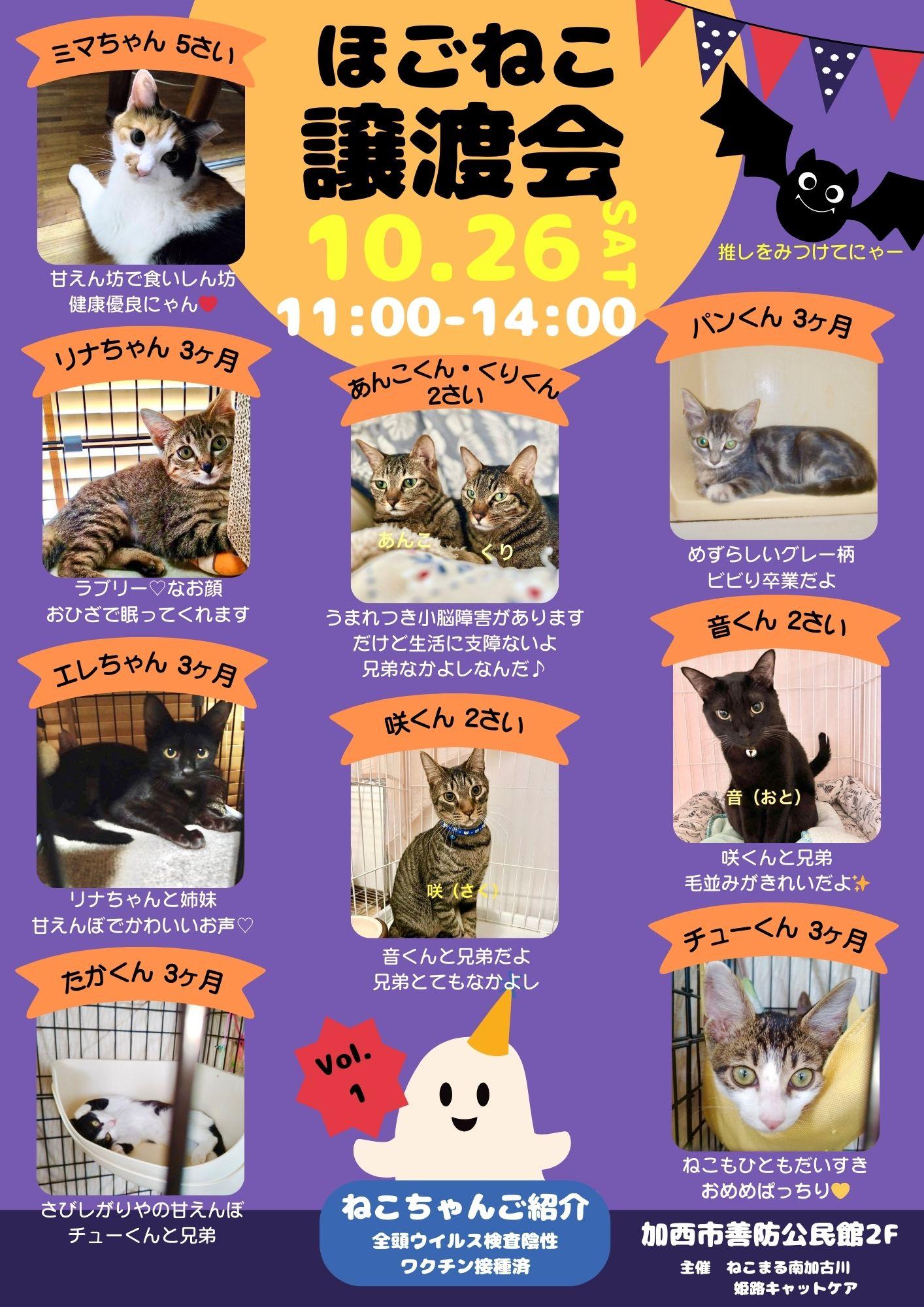 ほごねこ譲渡会【善防公民館まつり】