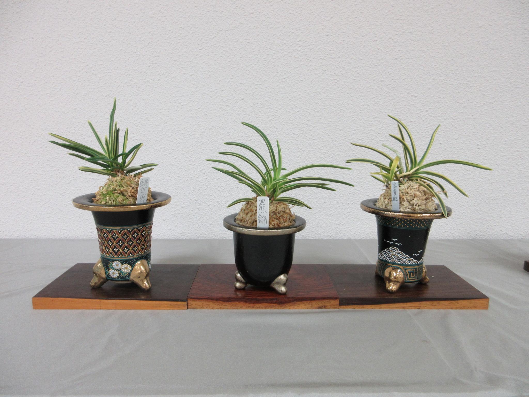富貴蘭・長生蘭展