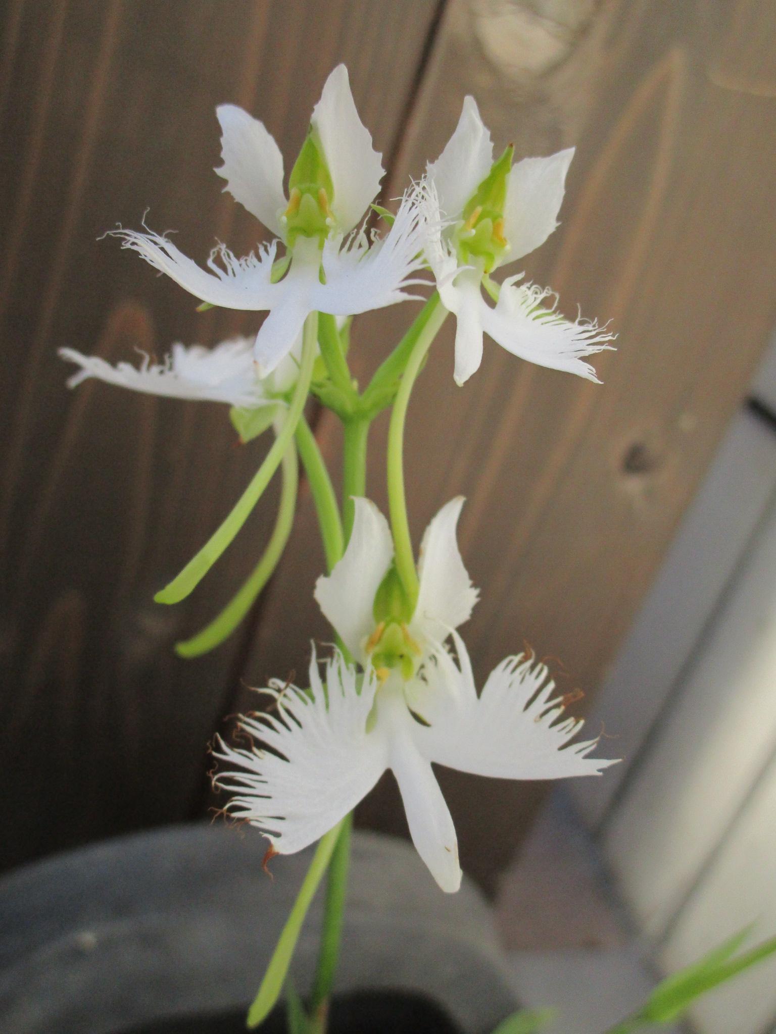 （募集期間：8/1～9/23）市花さぎ草写真展