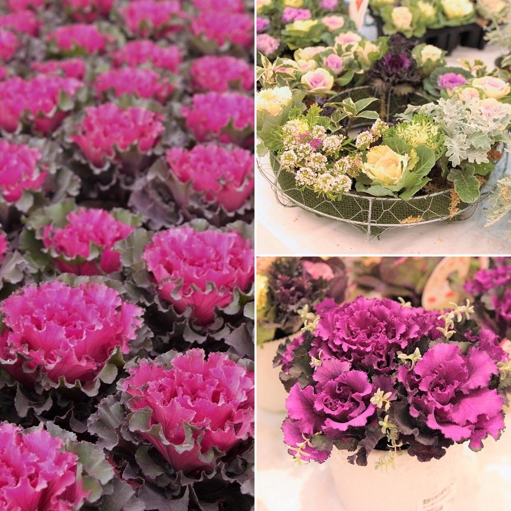 北播磨ハボタンフェア