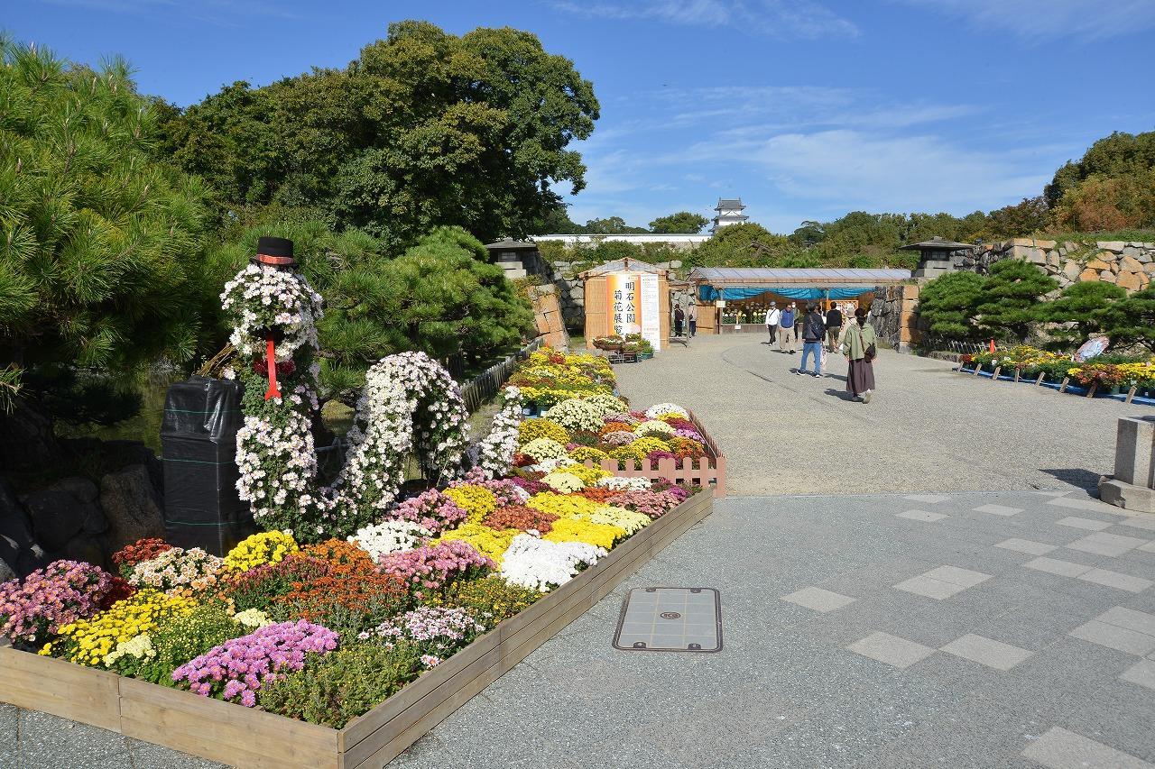 第97回　明石公園菊花展覧会