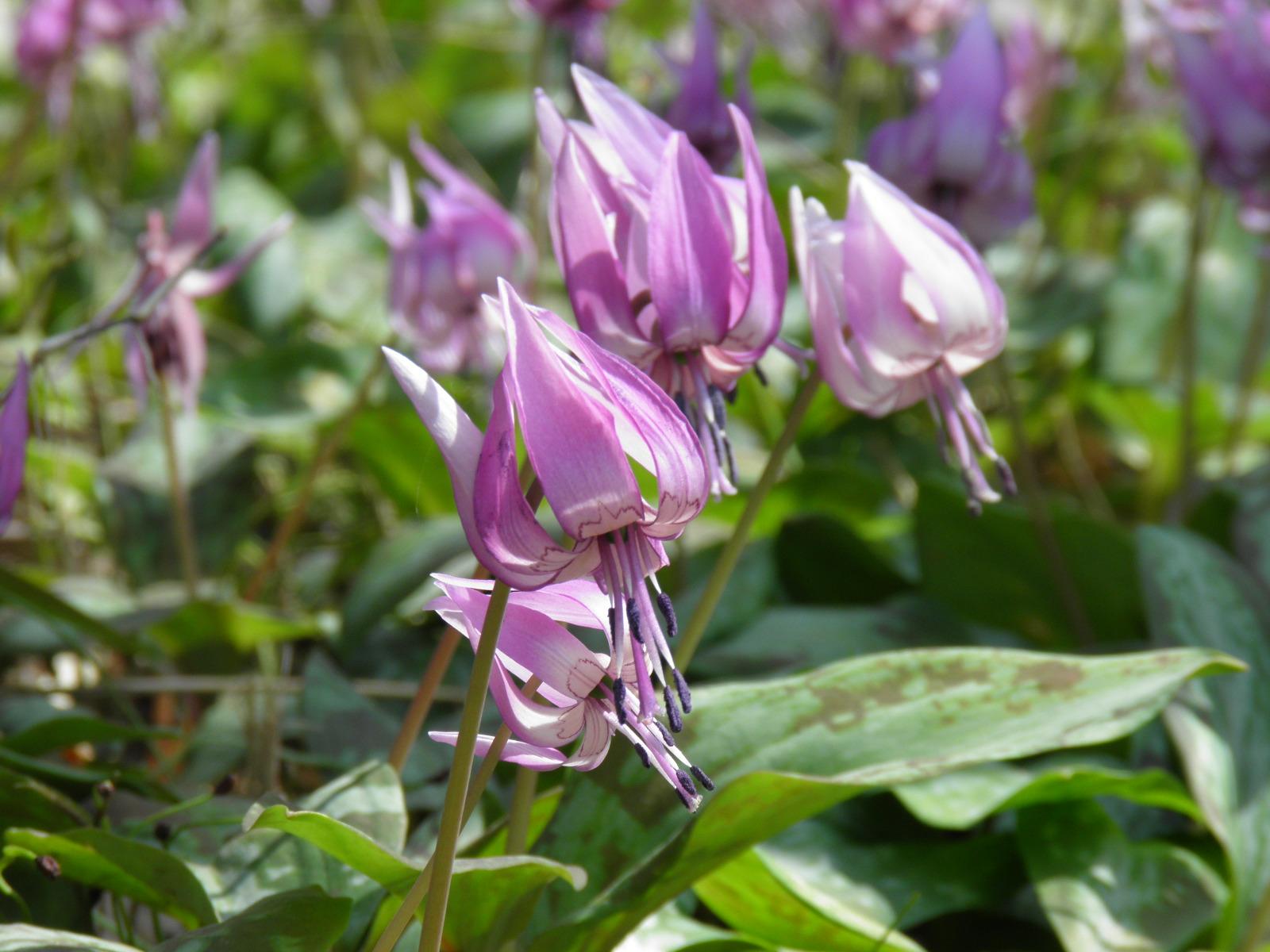 清住かたくりまつり