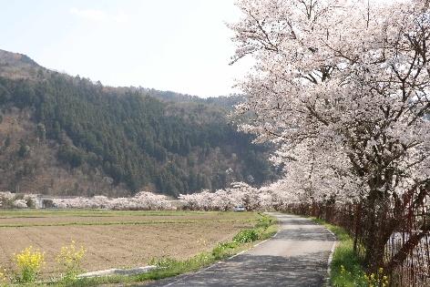 【⼭崎】 腰痛（こしいた）地蔵の桜・レンギョウ
