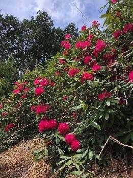 【波賀】シャクナゲ林鉄まつり