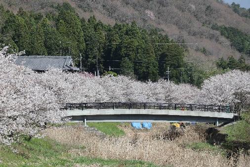 【⼭崎】⾼下の桜並⽊