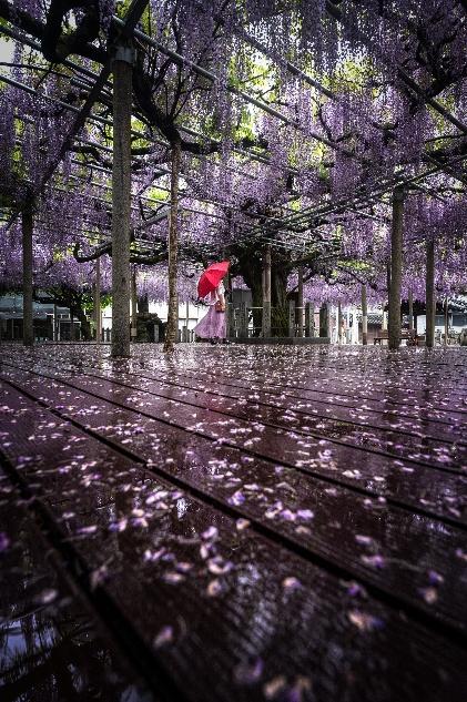 【⼭崎町】 ⼤歳神社（ださいじんじゃ）の千年藤