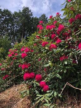 【波賀】東⼭シャクナゲ園のシャクナゲ