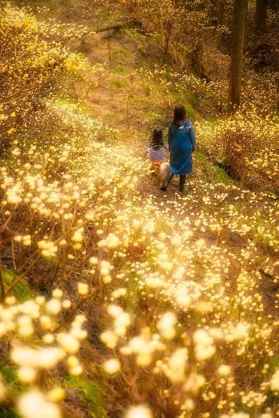 【⼀宮】本⾕（ほんだに）のミツマタ