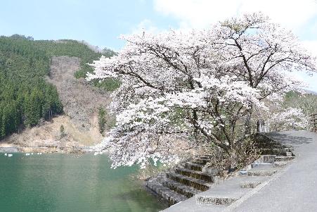 【波賀】⾳⽔湖の桜