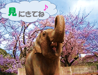 桃の節句だより　姫路市立動物園「ゾウの姫子」に雛祭りプレゼント