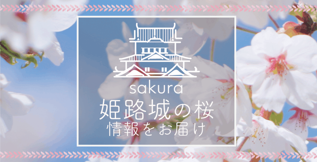 【2018年】姫路城の桜開花実況をお届け！穴場のお花見スポットも◎毎週更新