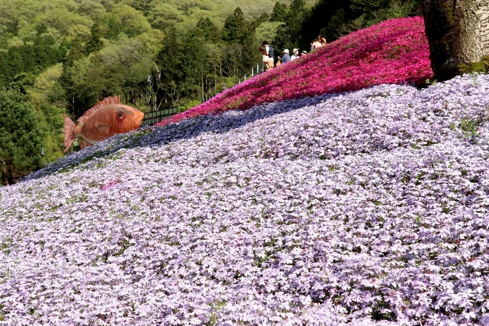 【最新情報】5月3日更新！2018年ヤマサ蒲鉾・芝桜の小道・開花状況