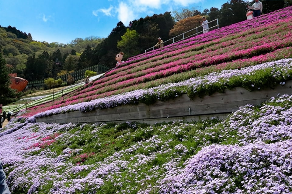 芝桜加工済.jpg