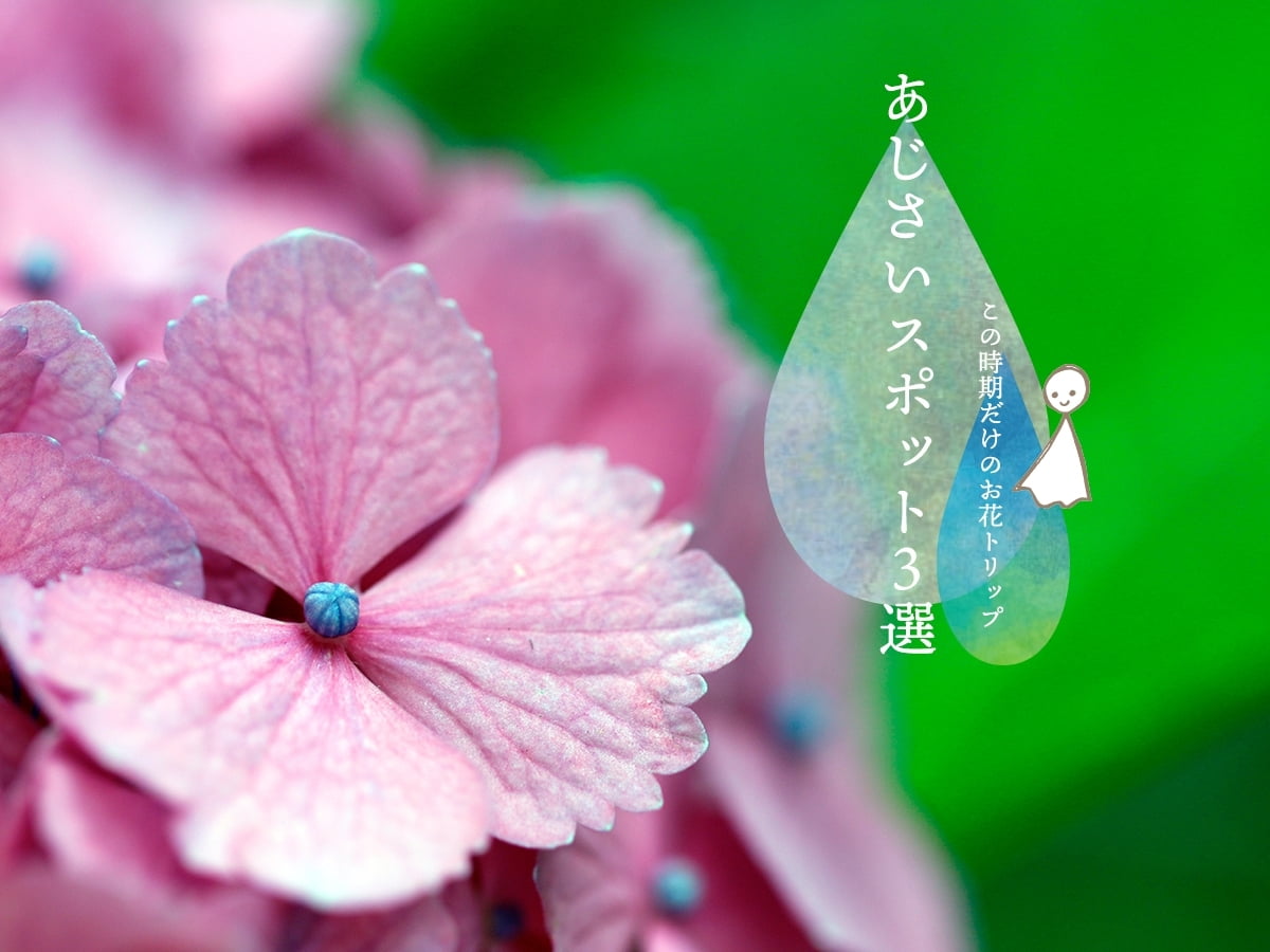 絶景!癒しのお花トリップ♡あじさいスポット3選