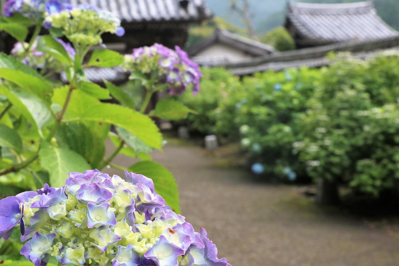 【紫陽花寺】書写山奥の院・通宝山弥勒寺のあじさいが見頃