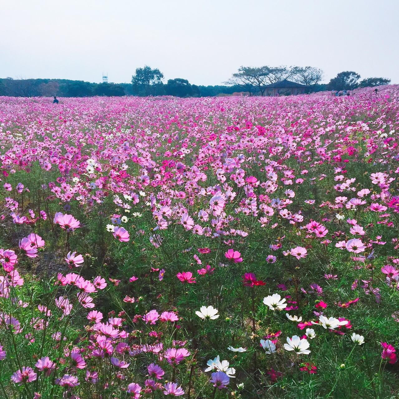 【絶景！癒しのお花トリップ】秋風に揺れるコスモス畑2018姫路版【最新】