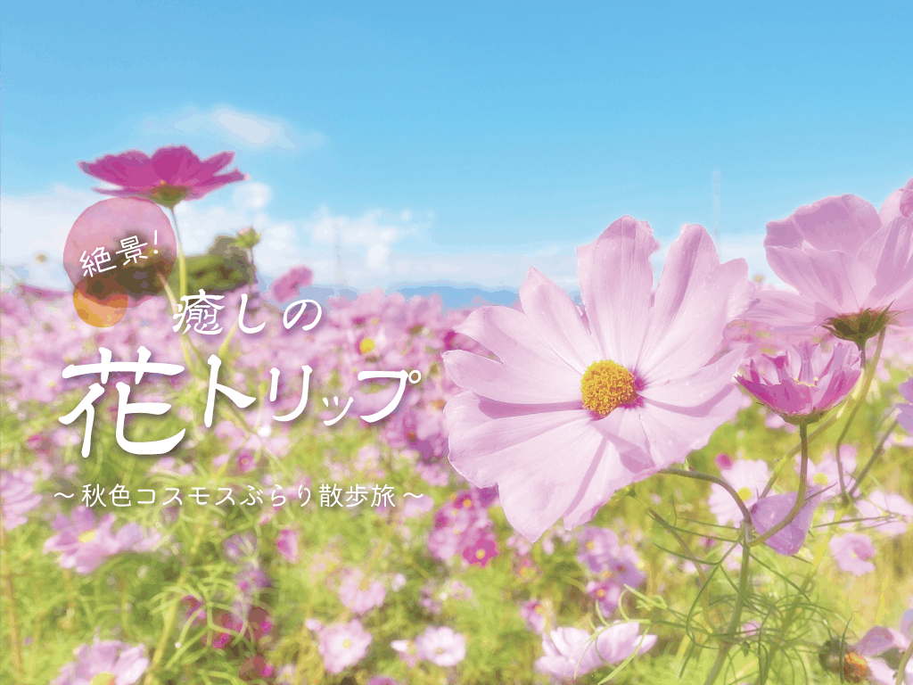 【10月19日更新】ドローン空撮コスモスぶらり散歩旅2018兵庫県ベストポイント5選