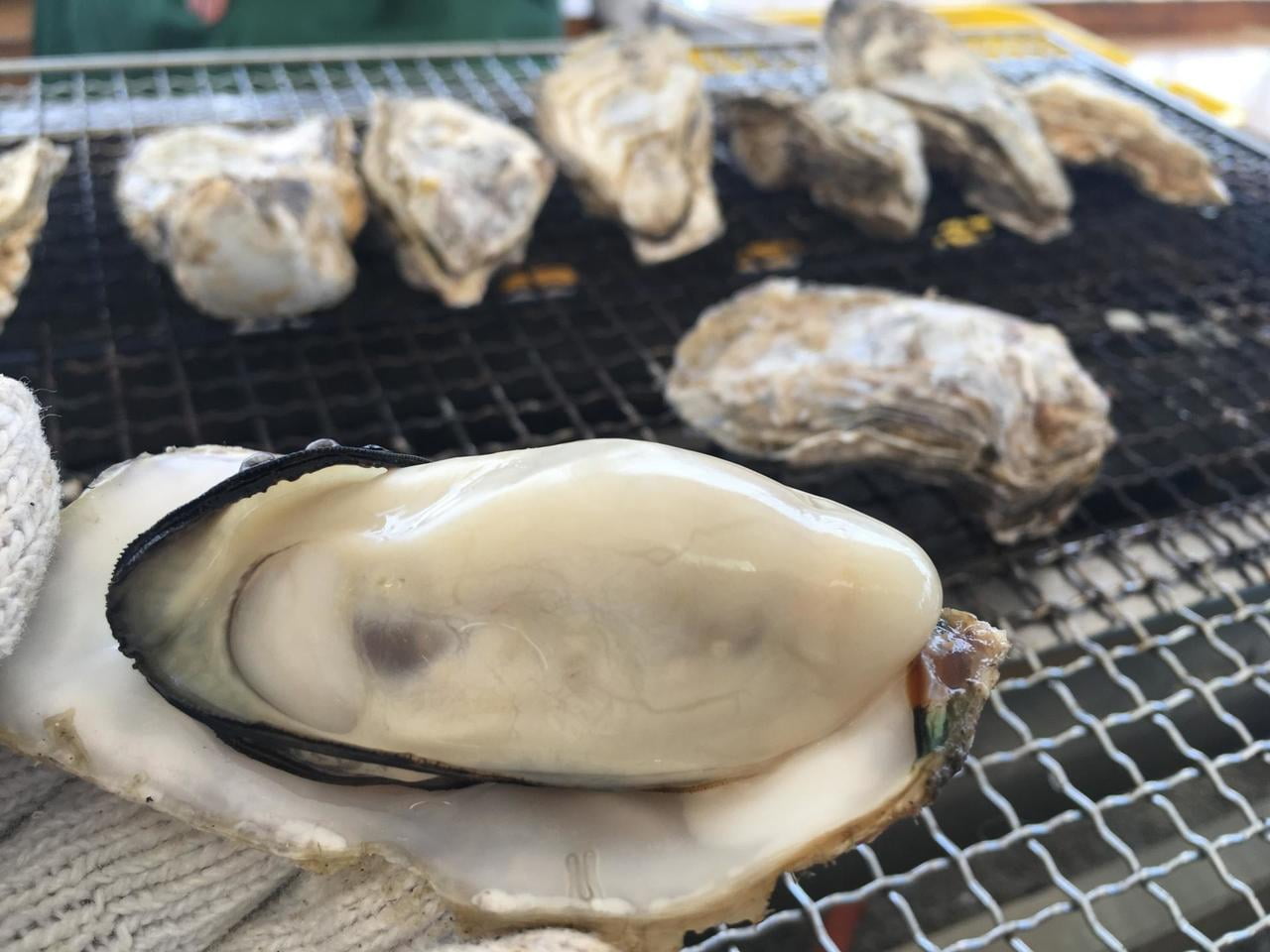 【2019年】牡蠣祭りが熱い!瀬戸内かきまつり情報まとめ!ー室津・赤穂・網干・相生・坊勢ー