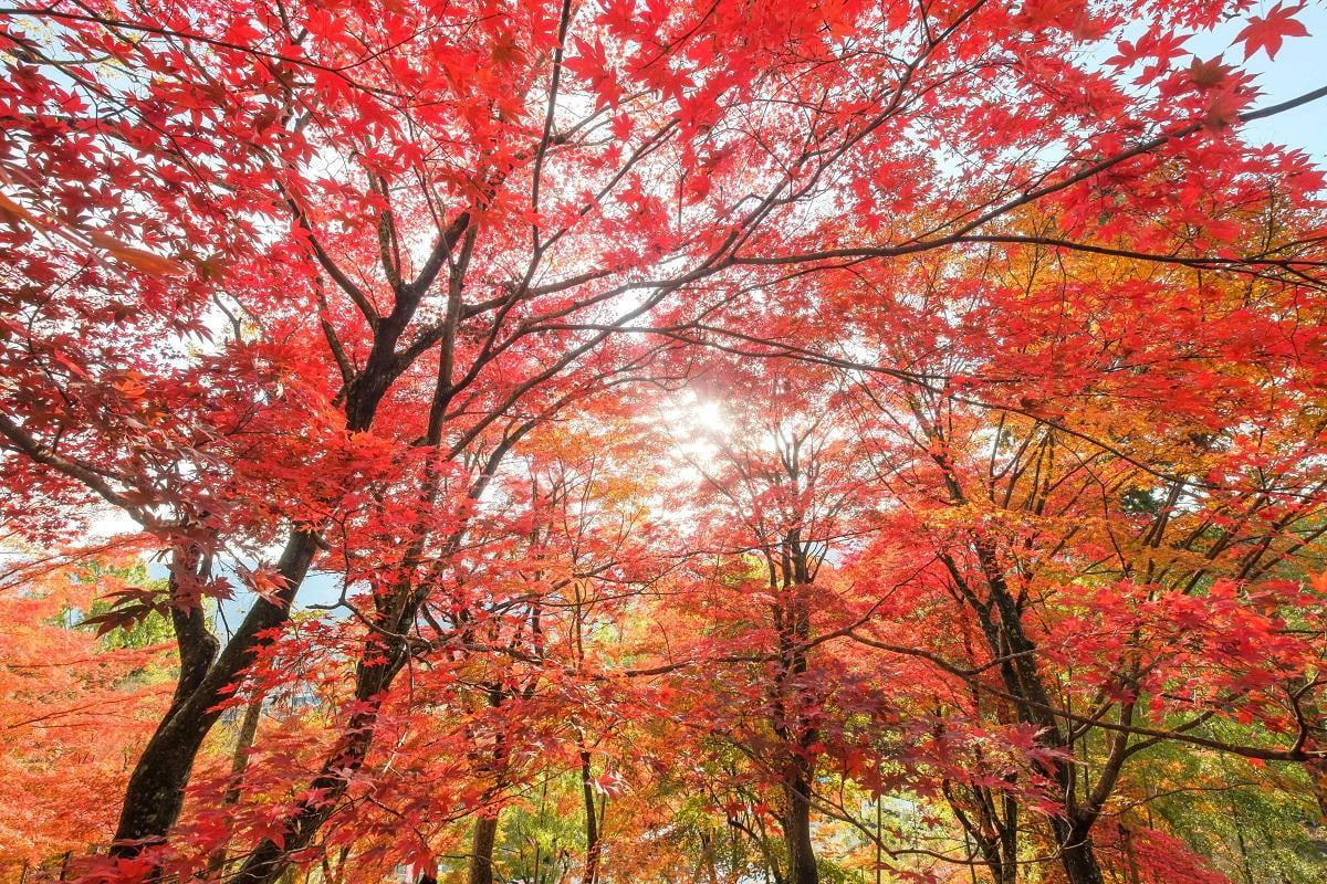 【11月17日~25日】<ruby><rb>最上山</rb><rp>(</rp><rt>さいじょうさん</rt><rp>)</rp></ruby>もみじ祭りライトアップと心躍るイベント