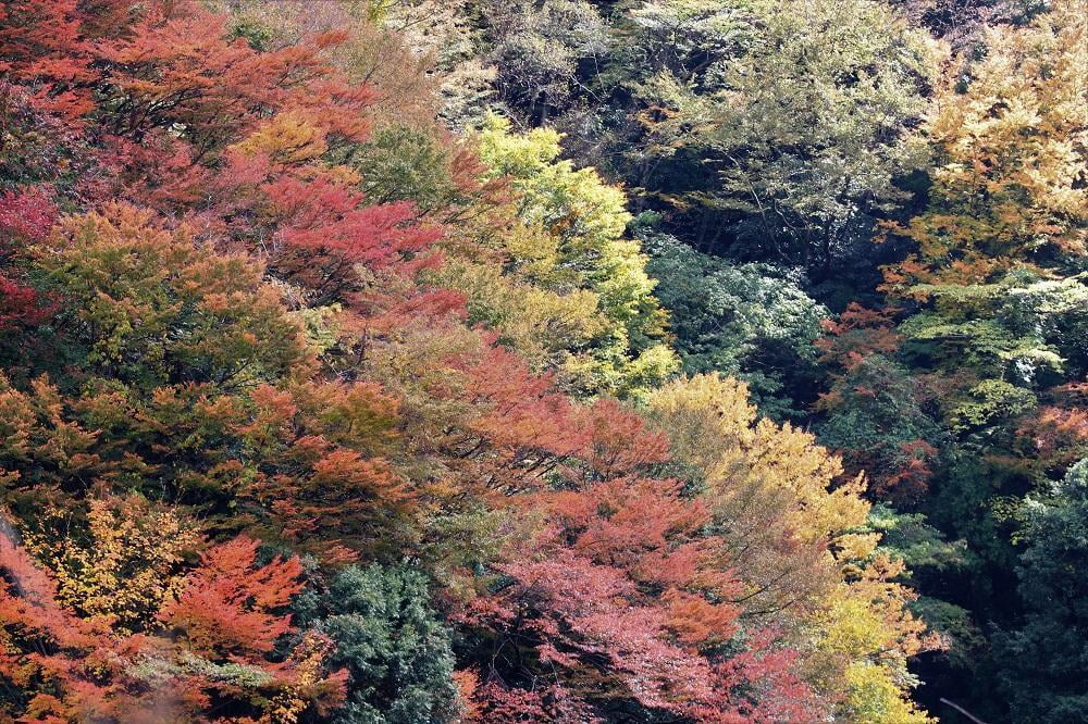 ドローン空撮もみじの雲海・兵庫の紅葉人気＆穴場スポット2018年