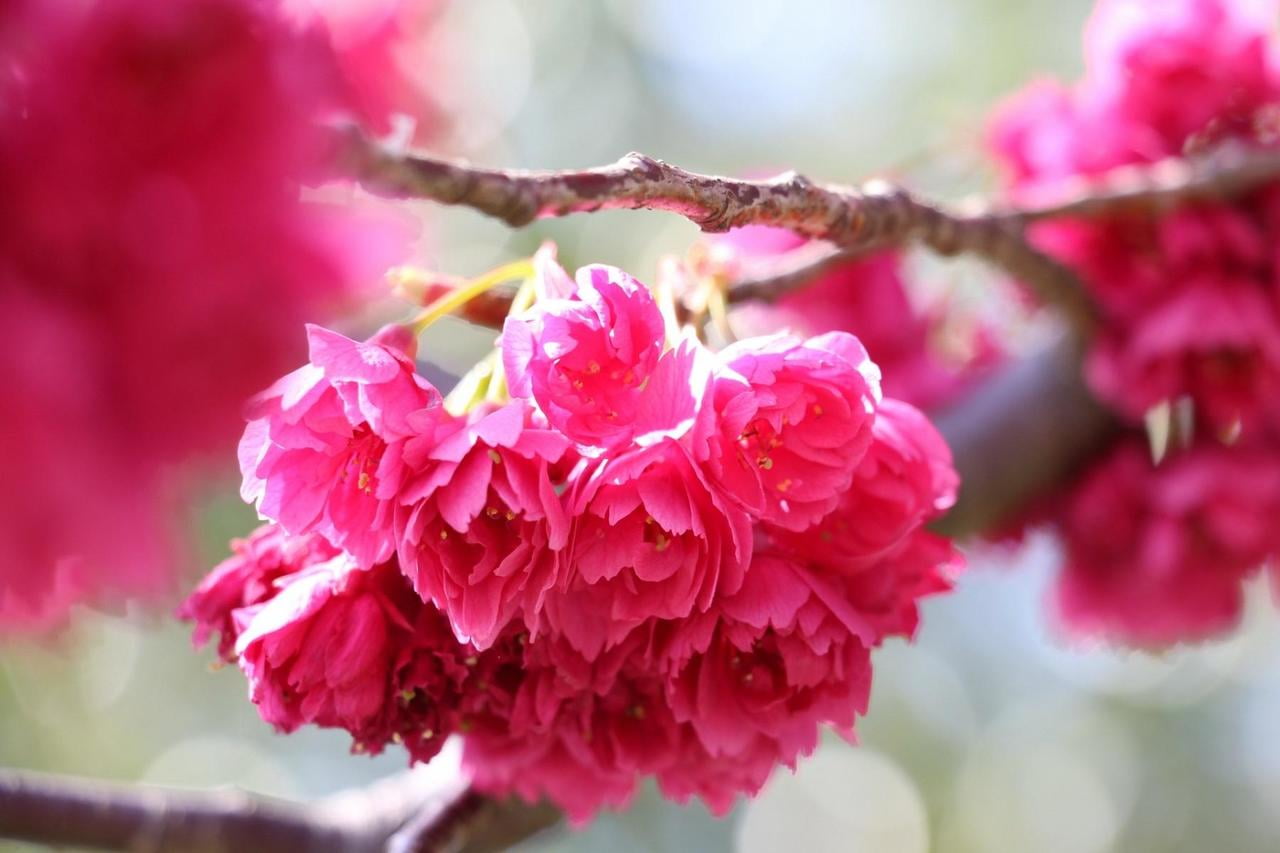 【12月8日】花桃を植樹しよう！参加者募集