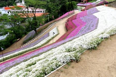 芝桜の小道「2019」ヤマサ蒲鉾～イベント情報～【癒しのお花トリップ】