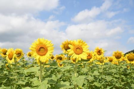 佐用町南光ひまわり祭り【2024年】
