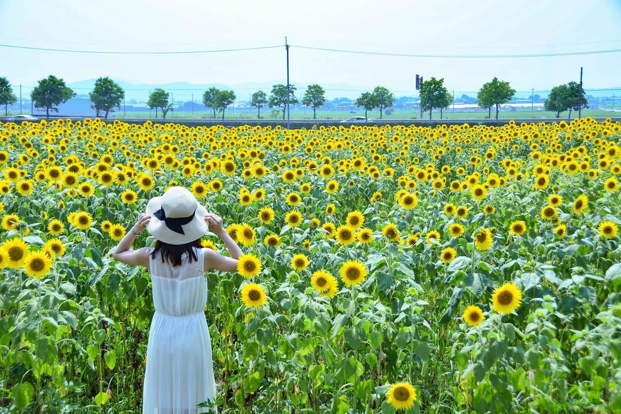 【佐用・赤穂・小野】夏本番！まだ間に合うひまわり祭り2019～兵庫県編～