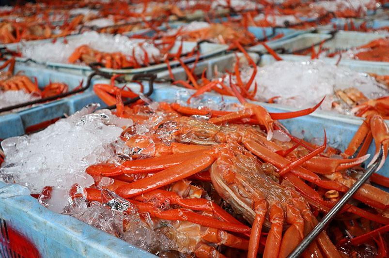 【兵庫】食欲の秋到来!ベニズワイガニ漁解禁・香住ガニの初競りを密着レポート