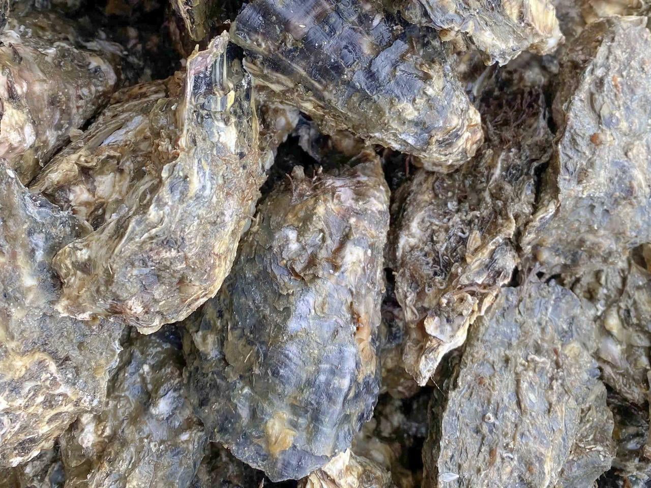 【赤穂・坂越】一本まるごと牡蠣泥棒 安い・うまい・楽しい!超新鮮な牡蠣を堪能