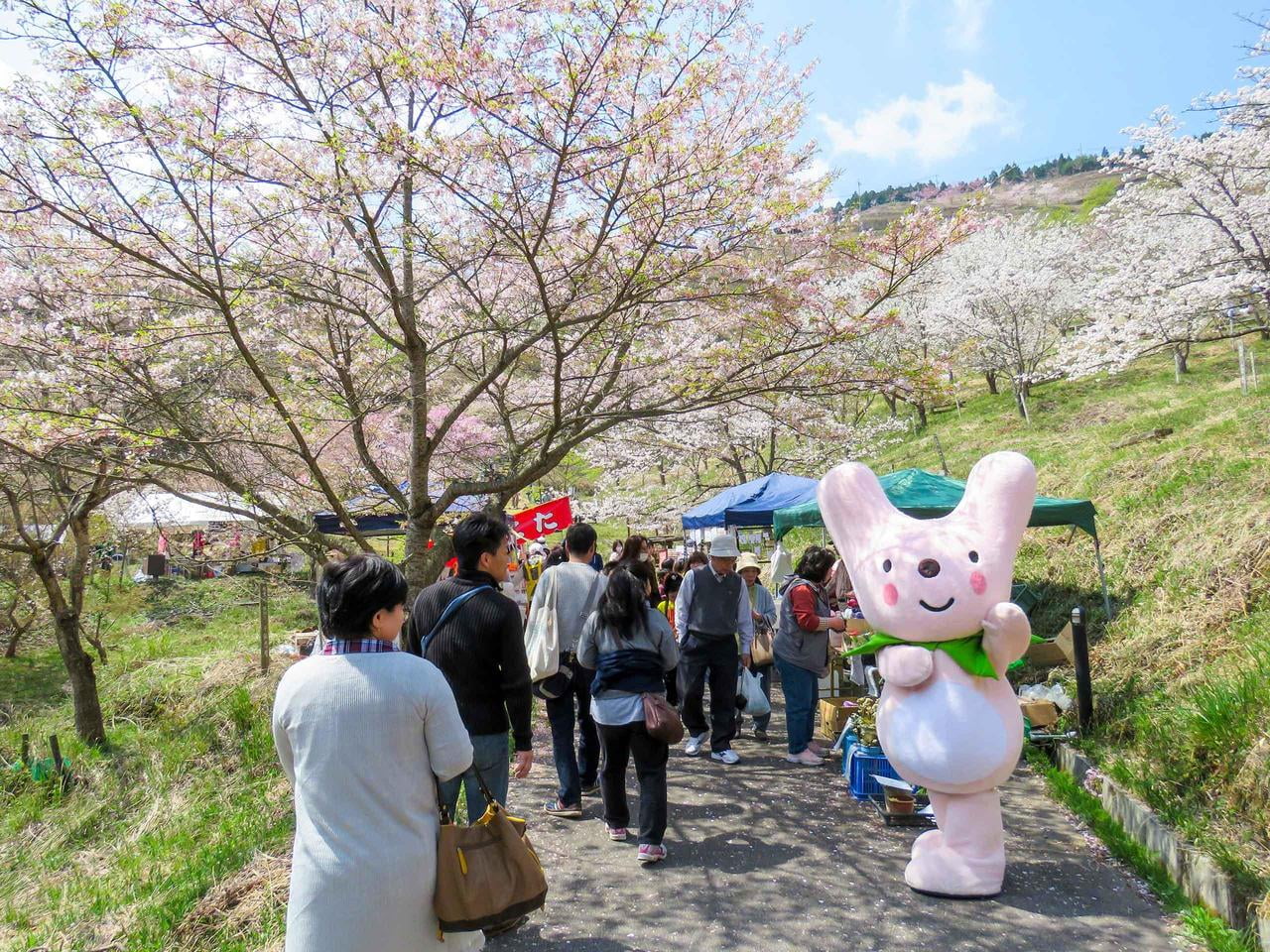 【2020年4月11・12日】かみかわ桜の山「桜華園さくらまつり」【中止】