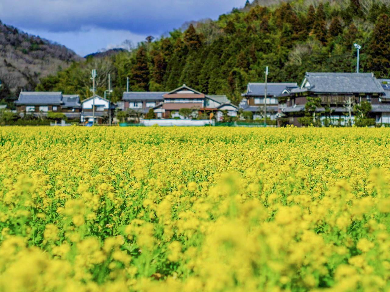 【姫路・夢前】早咲き「菜の花」開花情報！春を感じるスポット紹介