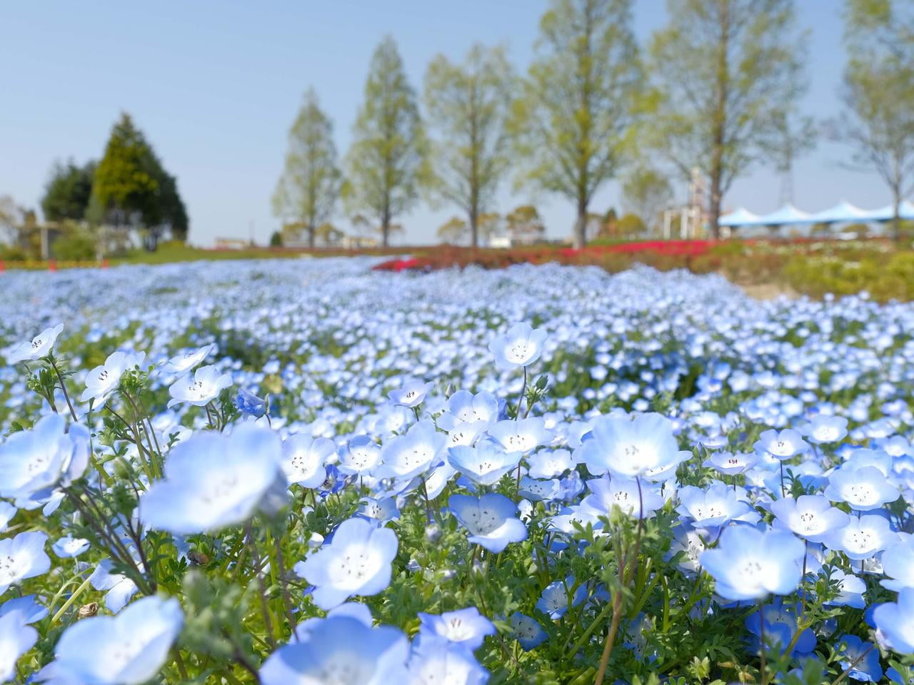 兵庫 絶景 ネモフィラスポット Gwにもオススメ 名所や開花見頃も みつけて播磨情報サイト 姫路みたい