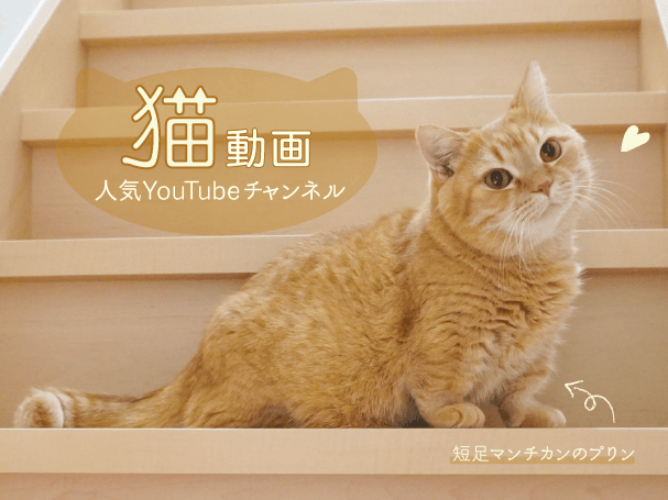 猫動画 マンチカンに癒される 人気youtubeチャンネル5選 みつけて播磨情報サイト 姫路みたい