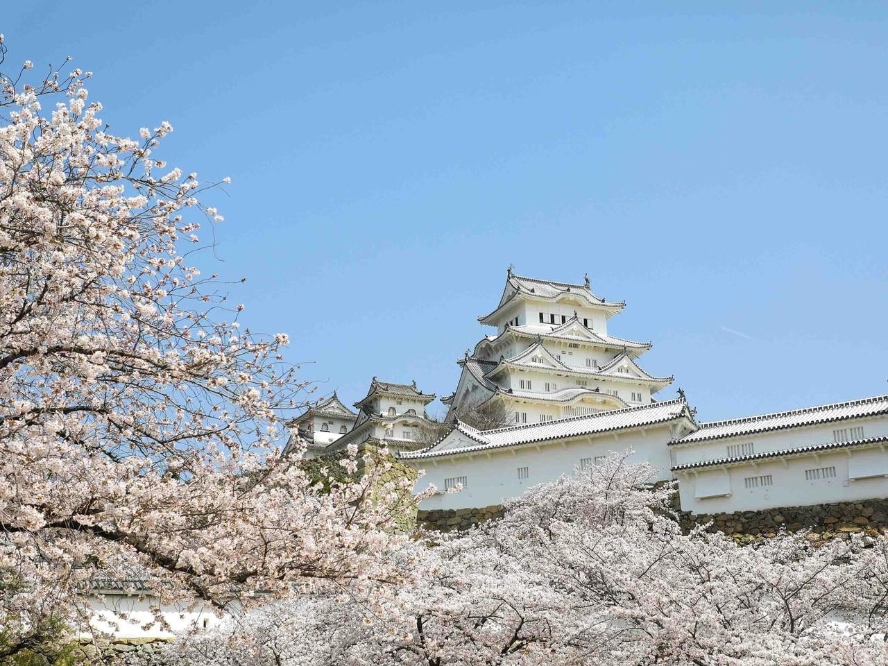 21 花見の名所 姫路城 桜の開花情報をお届け 見頃は 撮影スポットは みつけて播磨情報サイト 姫路みたい