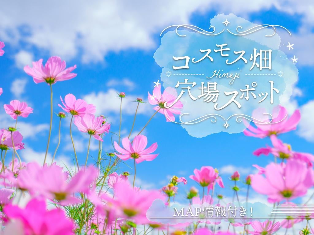 【姫路】コスモス畑まとめ2021│絶景!穴場スポット~MAPあり~