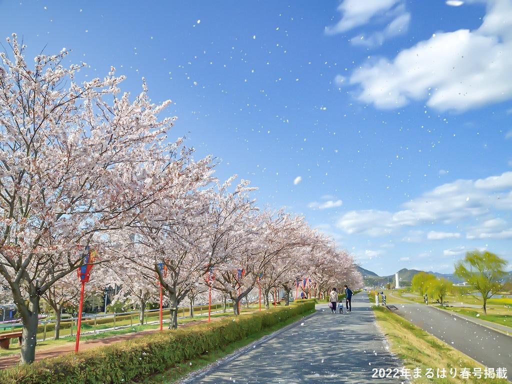 まるはり春号絶賛発売中!プレゼント情報あり!お得な読者特典つき