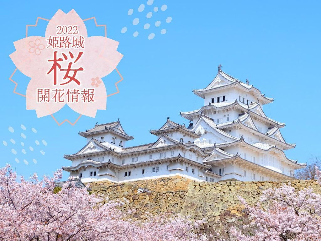 【2022/4/7更新】花見の名所・姫路城 桜の最新開花情報をお届け！見頃は？撮影スポットは？