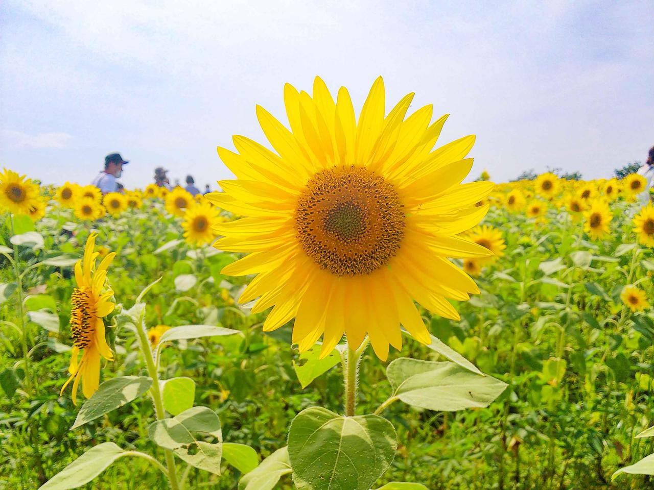 【小野】一面のひまわり畑が絶景「ひまわりの丘公園」噴水で水遊びも！