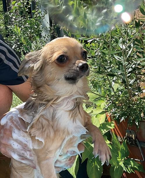 大切な愛犬に体に優しい天然素材を使用した石けんを|マワリテメクル